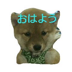 [LINEスタンプ] 豆柴テツくん