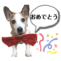 [LINEスタンプ] ジャックラッセルテリア・コジくんスタンプ