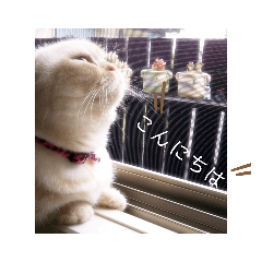 [LINEスタンプ] マンチカンのけまりちゃん2