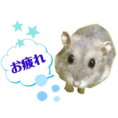 [LINEスタンプ] コケモモのハムスタースタンプ