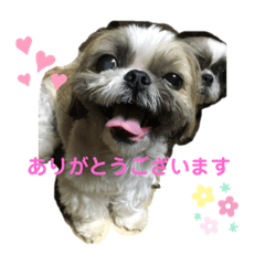 [LINEスタンプ] シーズーあゆなの日々