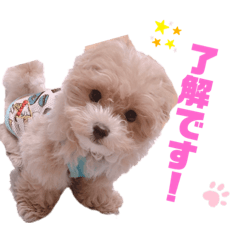 [LINEスタンプ] マルプーのぷりんくん！