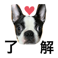 [LINEスタンプ] Bostonterrier-ボストンテリアのプリビビ
