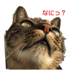 [LINEスタンプ] 猫スタンプです。