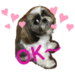 [LINEスタンプ] シーズーみらんな日々