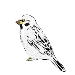 [LINEスタンプ] バードウォッチ スタンプ