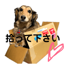 [LINEスタンプ] ケビンとぽち