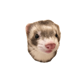[LINEスタンプ] ferret.k.m