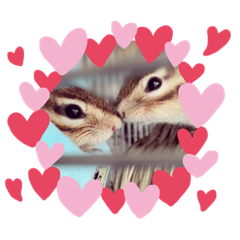 [LINEスタンプ] chipmunk_420
