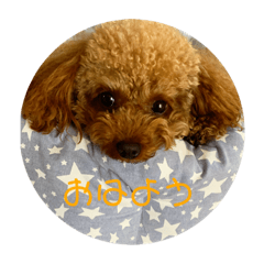 [LINEスタンプ] ぽりしぇら