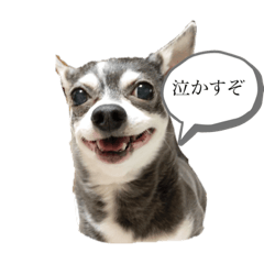 [LINEスタンプ] ラッキーとチップ