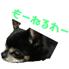 [LINEスタンプ] ちっこいイヌのスタンプ