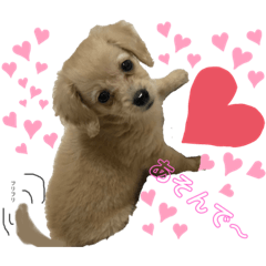 [LINEスタンプ] ダップーのここちゃんです☆〜（ゝ。∂）