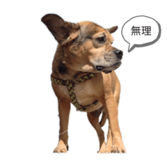 [LINEスタンプ] ワンダフル デンちゃん