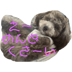 [LINEスタンプ] トイプーぱーるのコメントスタンプ5