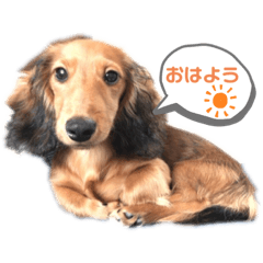 [LINEスタンプ] にこわん