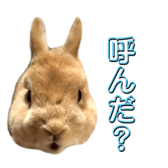 [LINEスタンプ] シエコロ