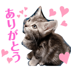 [LINEスタンプ] めいちゃん♥スタンプ