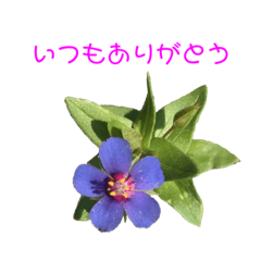[LINEスタンプ] いつもありがとうのみ