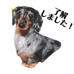 [LINEスタンプ] ラッキーとルフィ