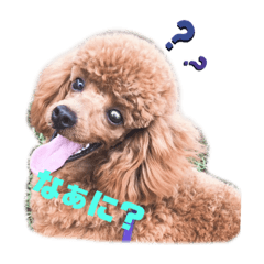 [LINEスタンプ] トイプードルのじゅら
