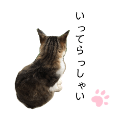 [LINEスタンプ] うちのむぎスタンプ