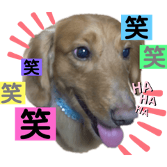 [LINEスタンプ] ミニチュアダックスのマロン♡♡