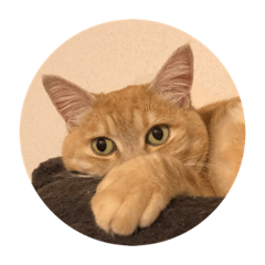 [LINEスタンプ] 茶トラ猫『もきゅ』