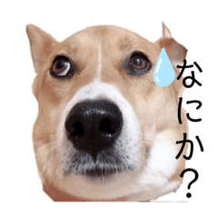 [LINEスタンプ] モコしろ参上〜モコちゃん編