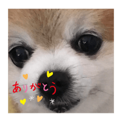 [LINEスタンプ] ポメライムくんの日常