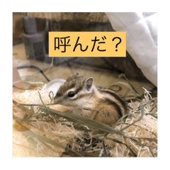 [LINEスタンプ] シマリスのクッピー