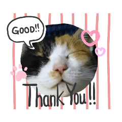 [LINEスタンプ] 猫LOVE♥️