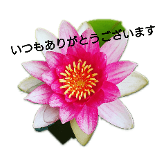 [LINEスタンプ] メダカの一言。