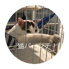 [LINEスタンプ] ななまるひより