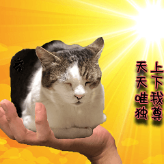 [LINEスタンプ] ネコの日waka