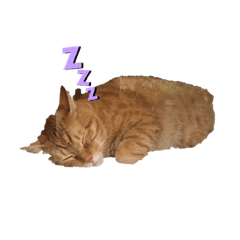 [LINEスタンプ] とらとみのるの日常