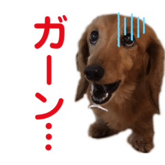 [LINEスタンプ] ビビのスタンプです