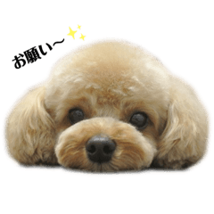 [LINEスタンプ] mocoスタンプ2