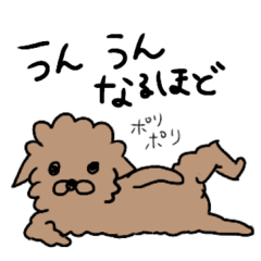 [LINEスタンプ] ゆるーいトイプードルのスタンプ