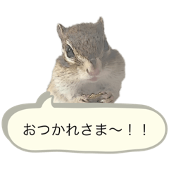 [LINEスタンプ] むぎぐらし 吹き出しにむぎ
