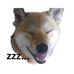 [LINEスタンプ] 柴犬きな子の日常会話