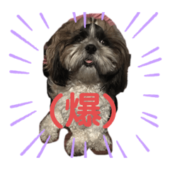[LINEスタンプ] シーズーゆらんの日々2