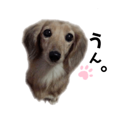 [LINEスタンプ] ミニチュアダックスフンド『らんなな』