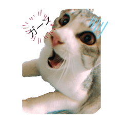 [LINEスタンプ] 我が家の猫〜ロイ