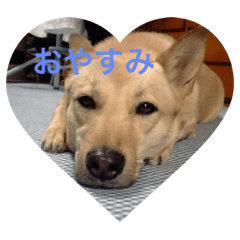 [LINEスタンプ] VANちゃん