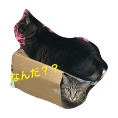 [LINEスタンプ] 我が家の猫ちゃんズ