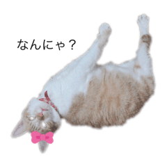 [LINEスタンプ] 癒しにゃんこ♡