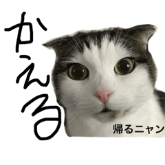 [LINEスタンプ] くーちゃんメッセ①