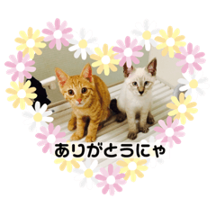[LINEスタンプ] ベビニャンズ☆*°