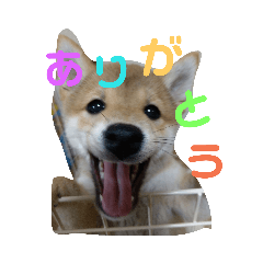 [LINEスタンプ] 豆柴テツくん 3